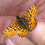 Thumbnail: Small Pearl bordered fritillary (Baloria selene) Larvae