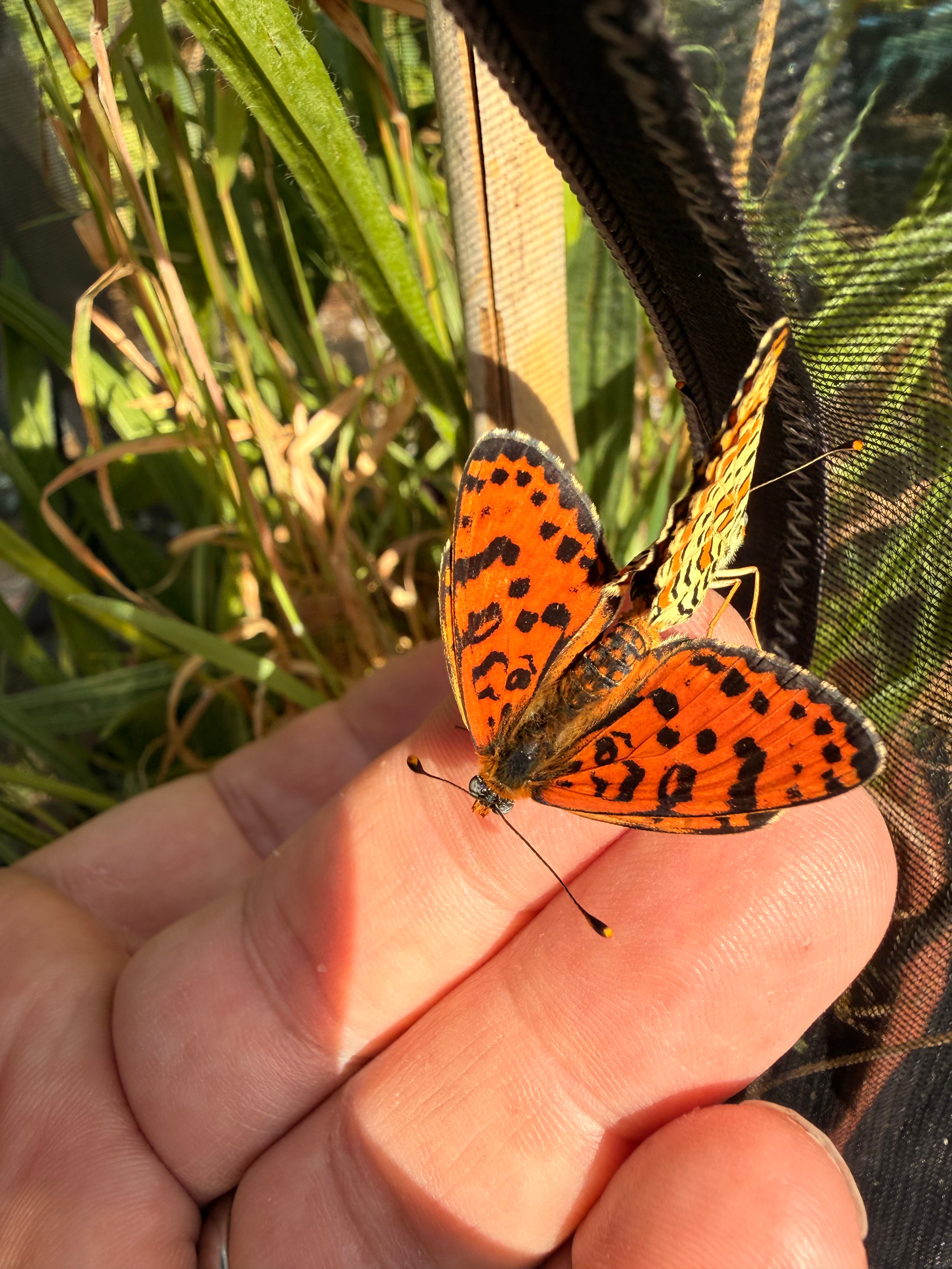 Spotted Fritillary (Melitaea didyma) larvae