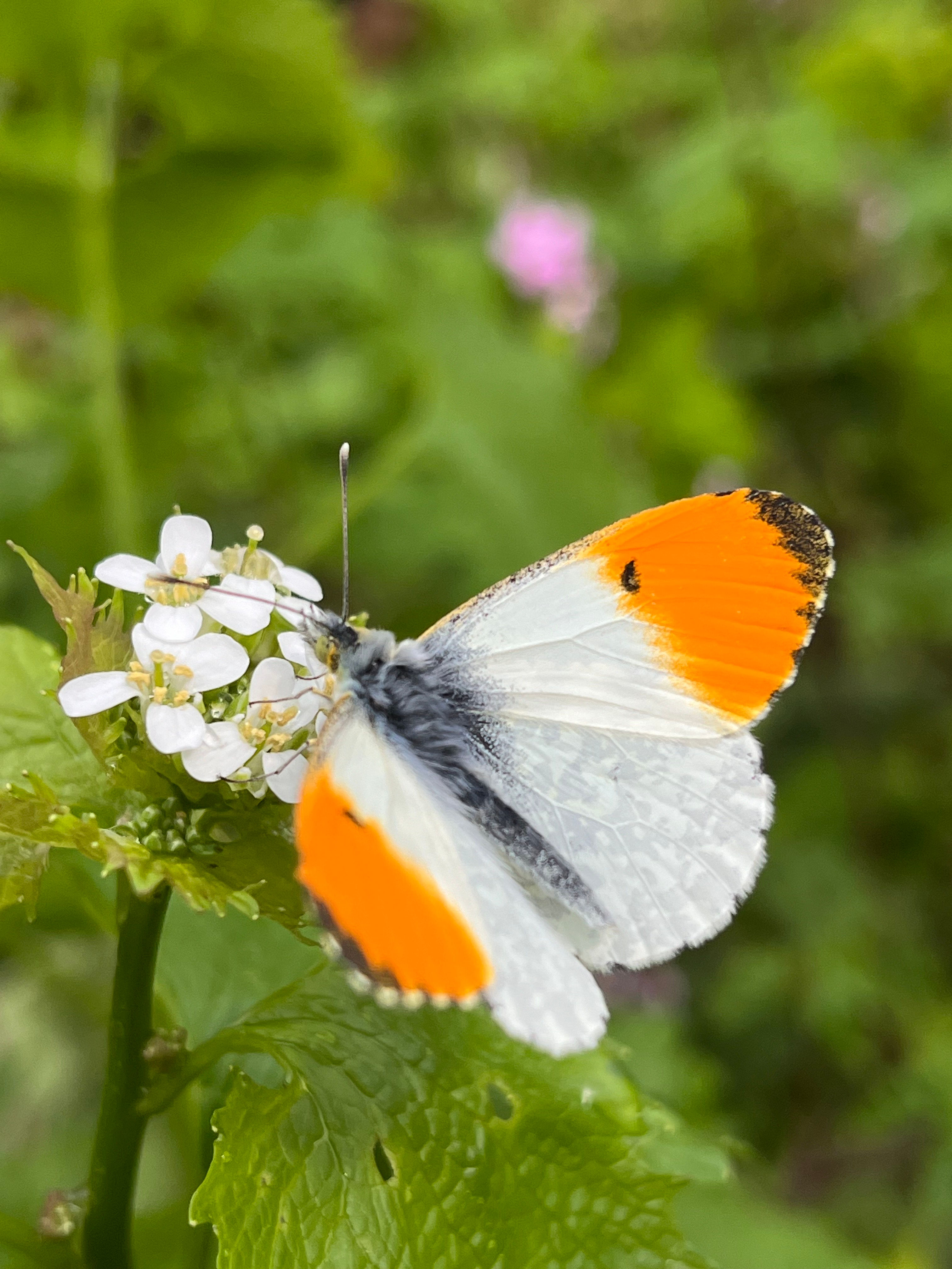 1 x Orange Tip (Anthocharis cardamines) pupae
