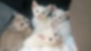 White ToyBob male and Singapura female
