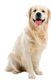 dog with beautiful coat