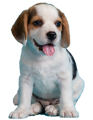 puppy beautiful coat