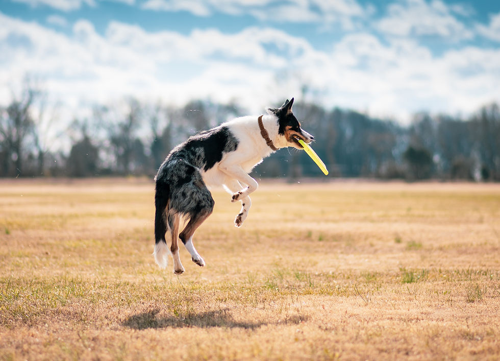 dog-collar-fixed-02.jpg