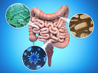 La diversidad de microorganismos en el intestino ayuda a una buena salud física y mental