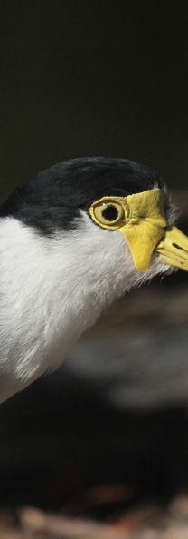 FriendlyLiu-Photography-Birds13-Masked-lapwing-Adelaide-Australia.jpg