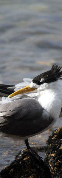 FriendlyLiu-Photography-Birds11-Seagull-Australia.jpg
