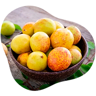 Mangaba.png