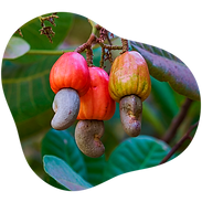 Cajuzinho-do-cerrado.png