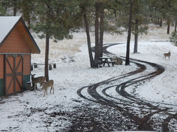 We love the deer.