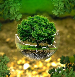 Biodiversität und Verpackung im heutigen Konsumverhalten