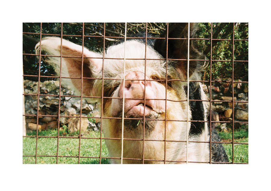 Pig, DARG Hout Bay 2015