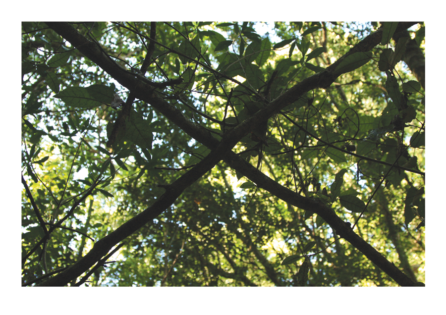 Magic Forest X Wild Spirit BP 2015