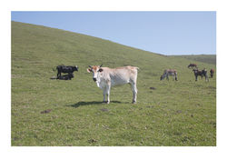 Cows 1, Transkei 2015