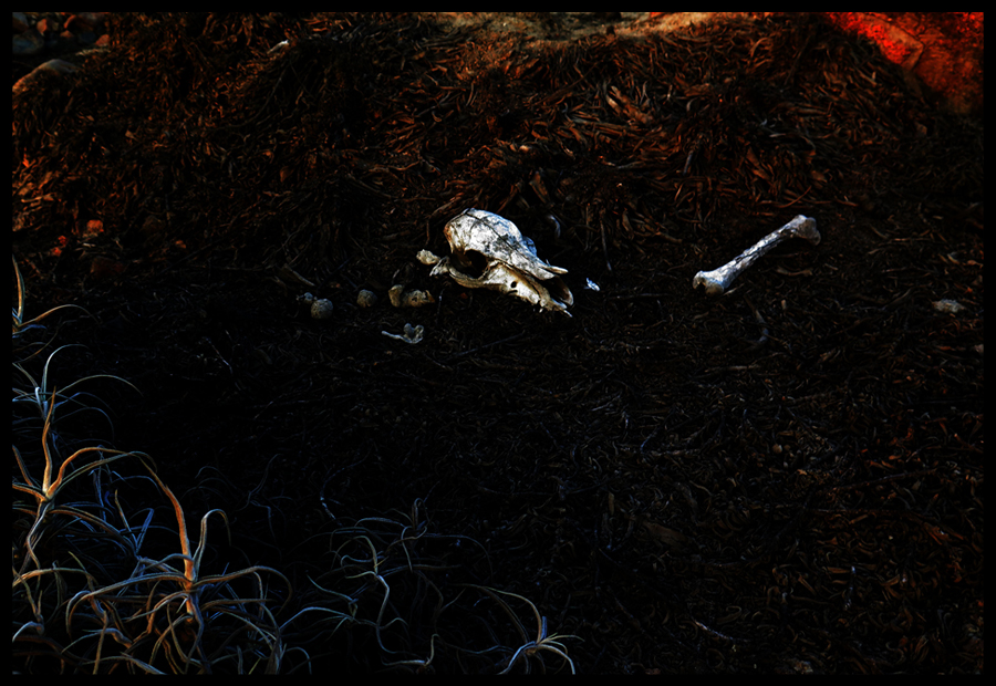Skeletons in the Desert - Series 04