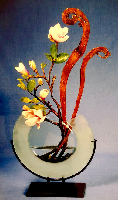 Japanese Magnolia