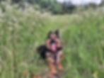 german shepherd dog in a field