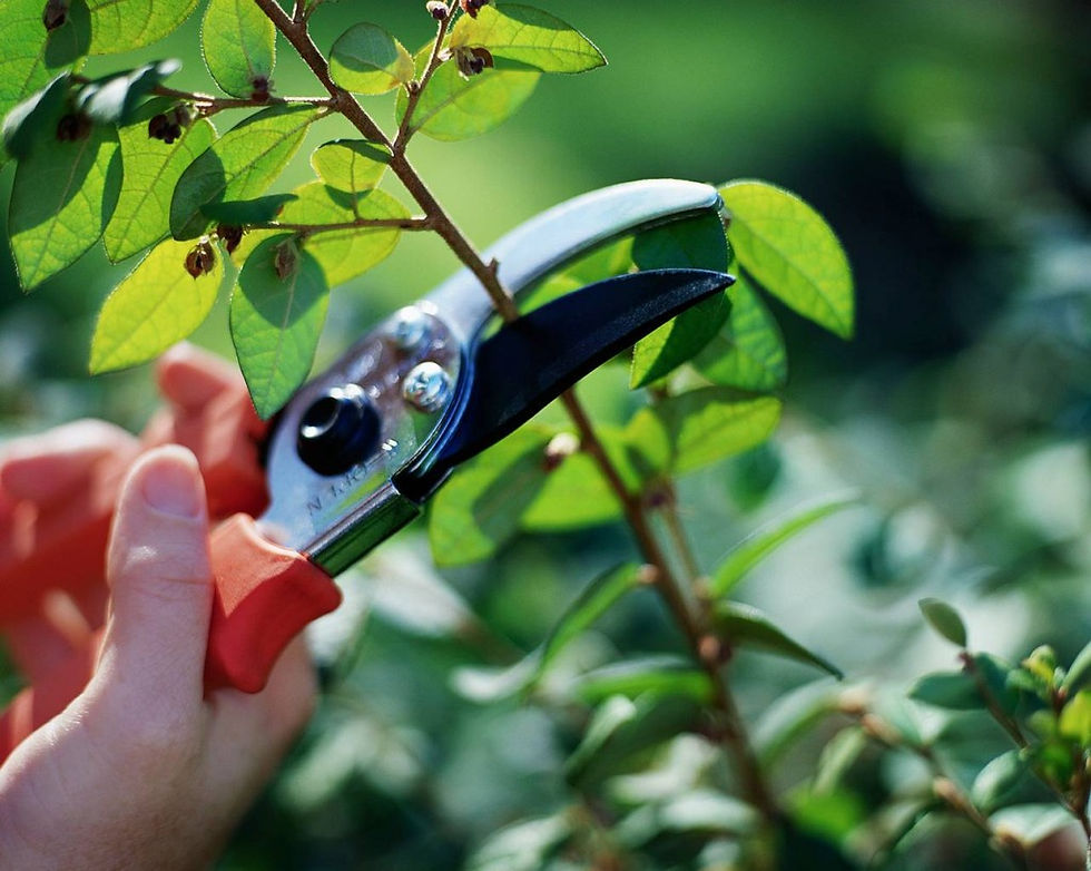 Monthly Garden Care