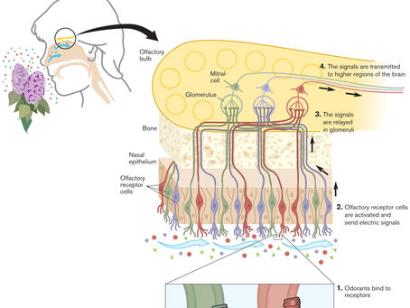 Odorant receptors and the organization of the Olfactory System