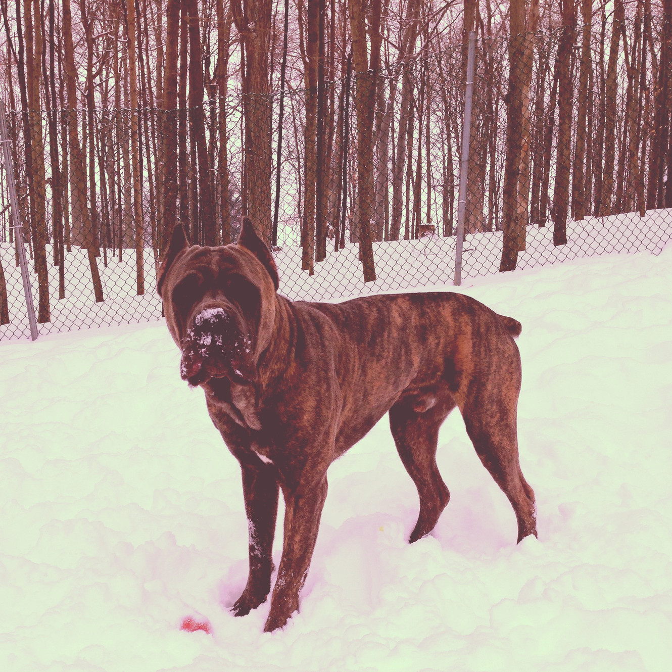 Home Ontario Rtr Cane Corso