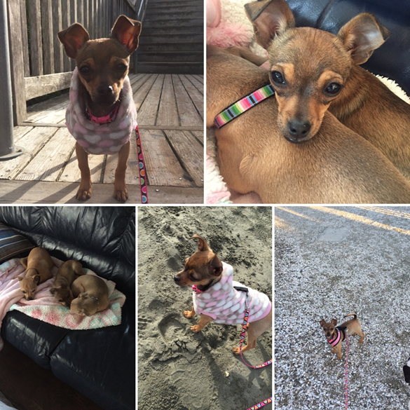 Adopt a Pet of Shelton, WA