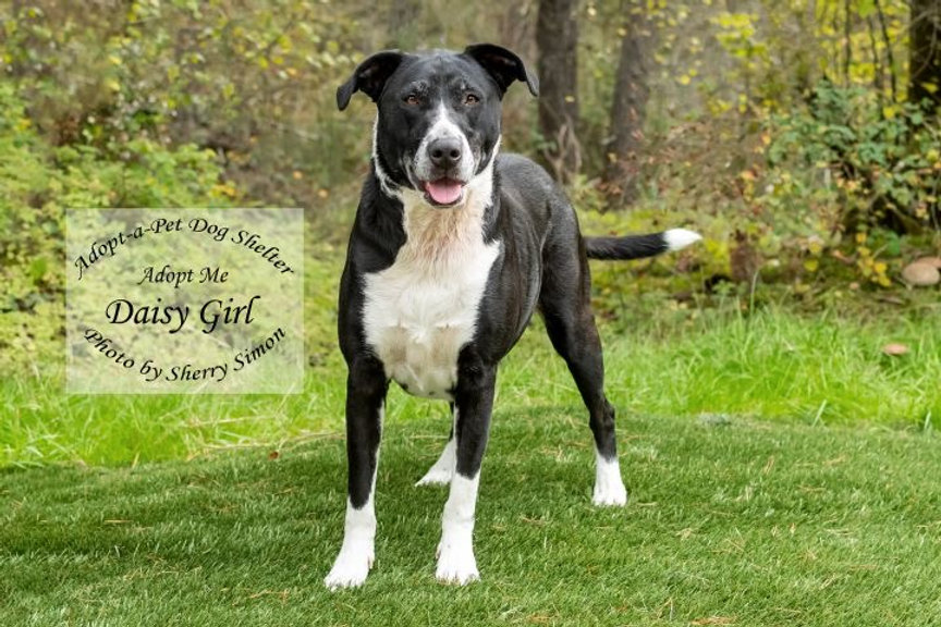 Adopt a Pet of Shelton, WA