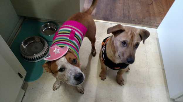 Adopt a Pet of Shelton, WA