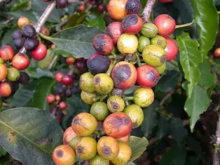 Gobierno de Puebla respalda a cafeticultores de Zongozotla afectados por plagas