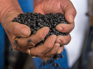 La empresa Verde Valle adquirirá a productores de pequeña y mediana escala todo su consumo de este año de frijol cultivado enMéxico