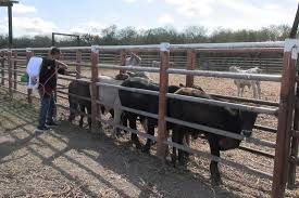 Disminuyen 86% de casos de gusano barrenador del ganado en Tamaulipas: AGRICULTURA