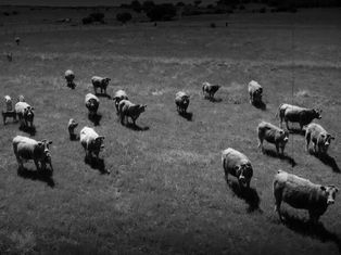 NO MÁS IMPORTACIÓN DE GANADO DE RIESGO SANITARIO