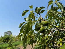 Gobierno del Estado fortalece producción de aguacate polano