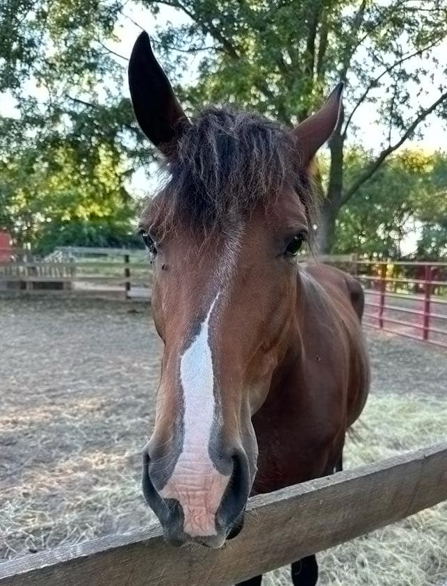 Lady the Mustang.jpg