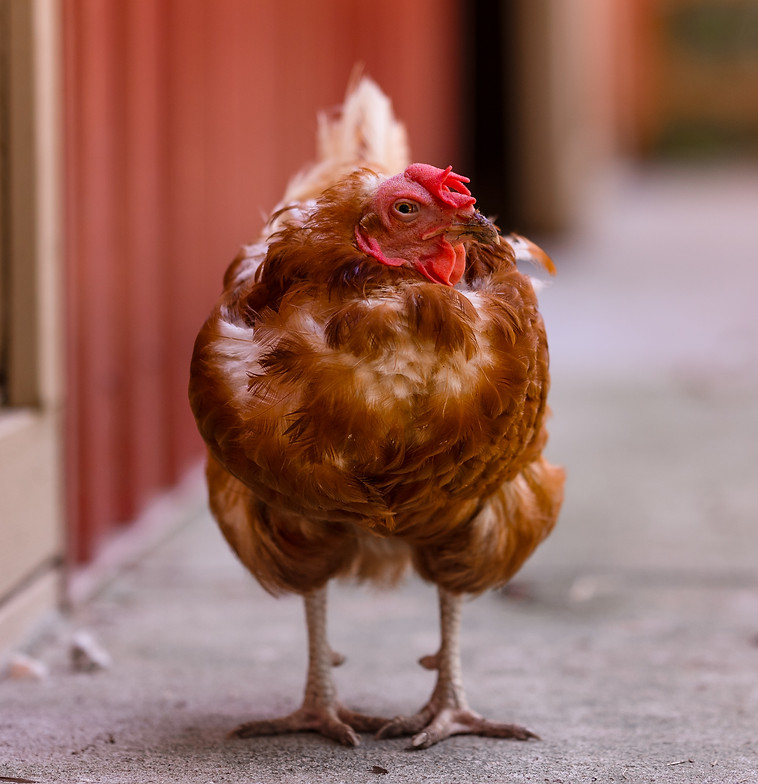 Henny Penny (2).jpg