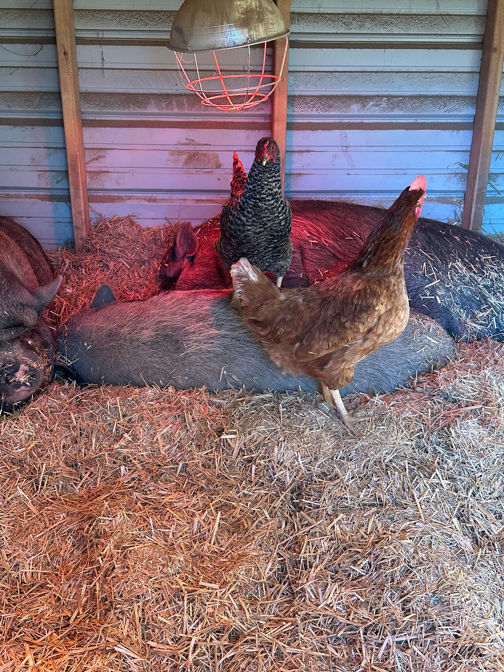 Chickens and Pigs.jpg