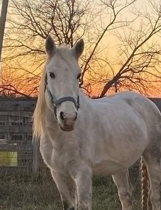 Murphy the Mustang.jpg