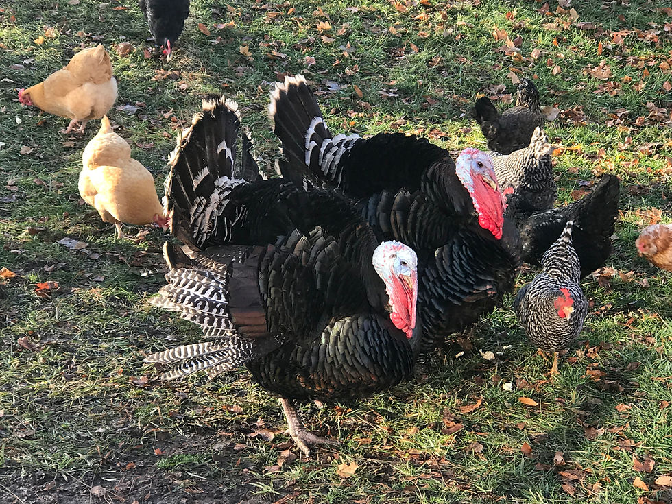 Turkeys & Chickens.jpg