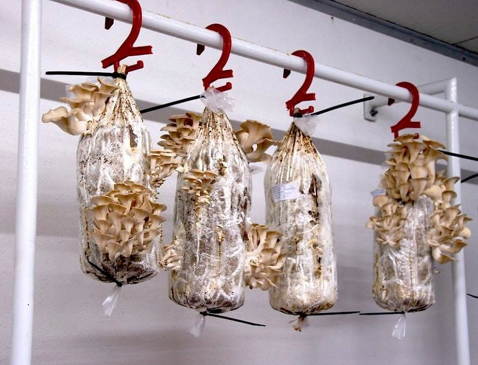 Hongos creciendo en bolsas colgantes transparentes con ganchos rojos. Fondo blanco en un ambiente controlado. Etiquetas visibles. Javier Trespalacios
