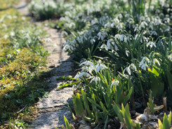 Frühlingsboten