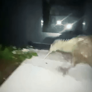 1371A723-5AD3-49B2-BC1C-8EAEC056B206 (1).gif