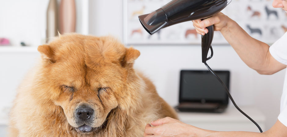 Canine Hairdresser