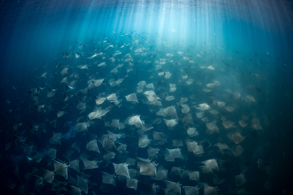 Mobula ray congregation in the Sea of Cortez, Mxico, underwater photography