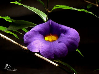 Poema bajo el sol