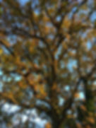 Tree.jpeg