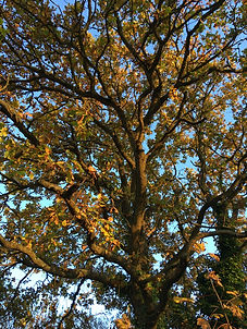 Tree.jpeg