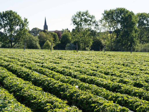Sicht auf ein grünes Erdbeerfeld mit einer Kirche im Hintergrund