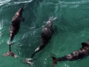 Acordo reforça proteção a golfinhos na Praia de Pipa