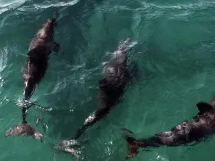Acordo reforça proteção a golfinhos na Praia de Pipa