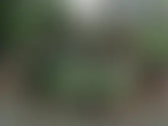 Árvore de grande porte cai sobre Fiat Uno no Santa Mônica durante temporal