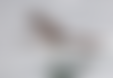 Relatório da ONU aponta aumento da extinção de espécies migratórias nos últimos dois anos