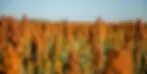 Plantações de sorgo mudam a paisagem pelas lavouras de Mato Grosso do Sul. (Reprodução)